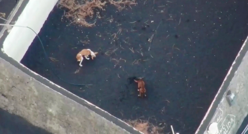Un dron con red colgante intentará rescatar a los perros de La Palma