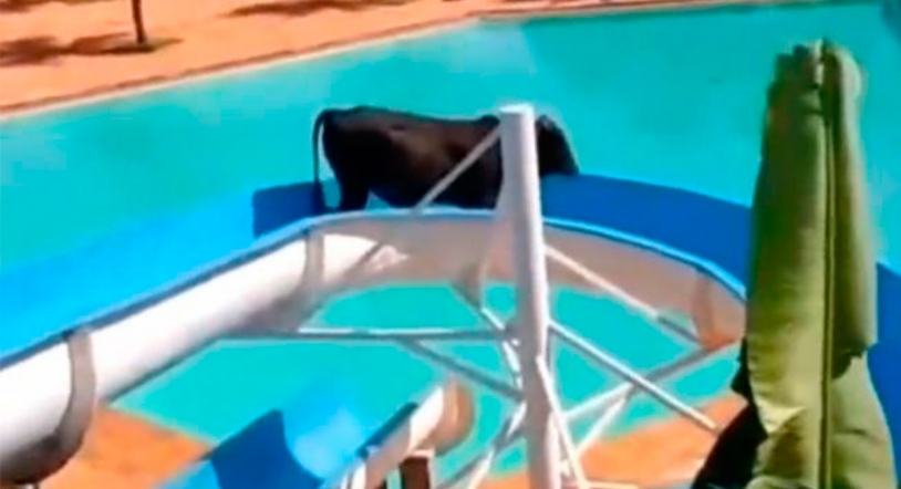 Viral | El buey que disfruta de un día en el parque acuático