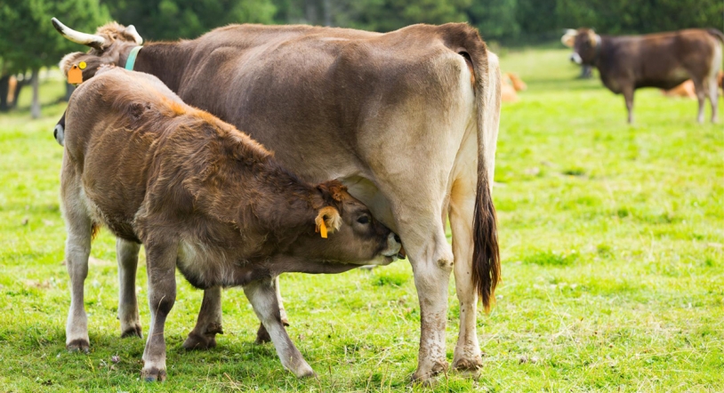 El Manjuelo y su carne de vacuno amparada por Tierra de Sabor