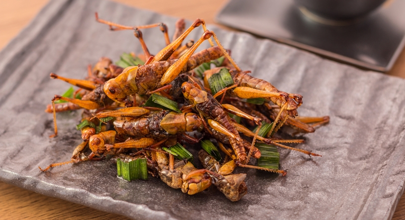 Se abre en Salamanca el primer restaurante de España especializado en insectos (¡Inocentada!)