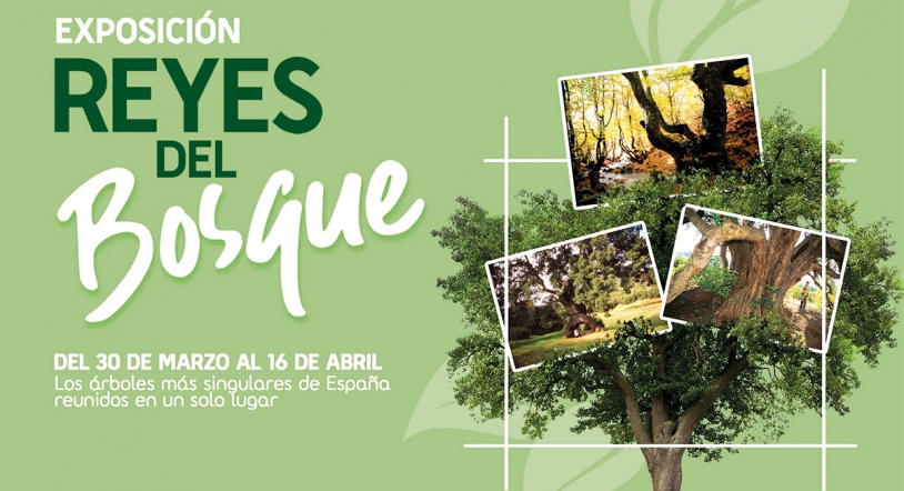 'Los Reyes del Bosque': Los árboles más singulares del país en El Tormes