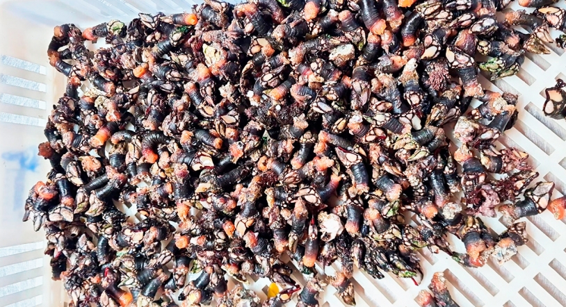 Percebes, Gamba de Huelva y Rodaballo salvaje, este fin de semana en La Cocina Vieja