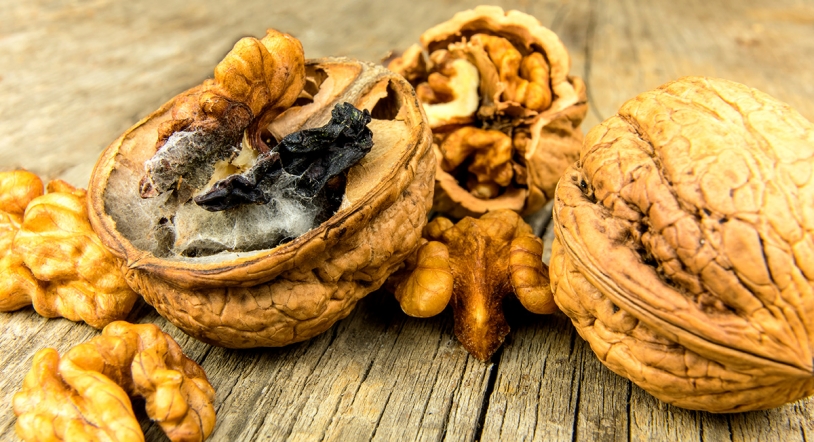 Micotoxinas en alimentos: cómo identificarlas y prevenir su presencia