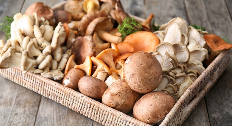 ¡Comienza la temporada de setas: un tesoro culinario de la naturaleza!