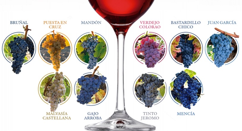 Festival de variedades minoritarias, una oportunidad de descubrir vinos únicos 