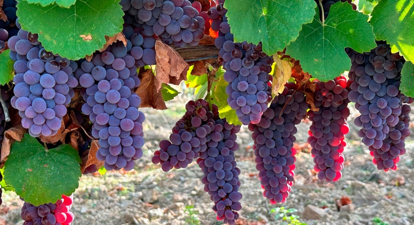 Variedades Minoritarias en Arribes del Duero: la importancia de la esencia