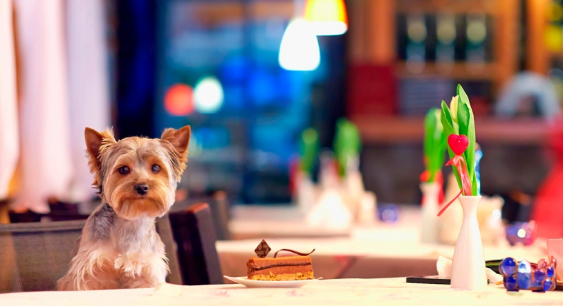 Nace en Barcelona 'Dogguccino', primera cafetería exclusiva para perros