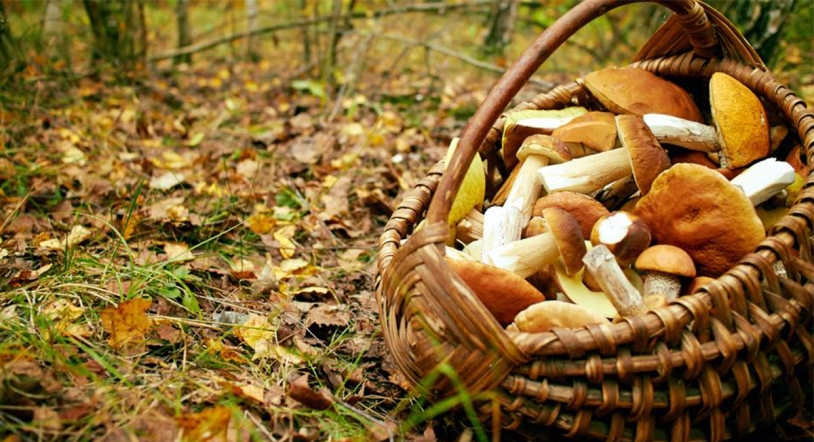 Bienvenida al otoño: aromas y sabores que marcan la estación