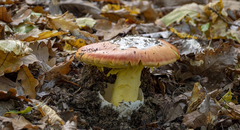 Setas de otoño: tipos, curiosidades y deliciosas recetas