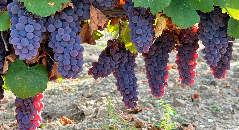 Bodegas Pascual Fernández-Frontera Natural, de la D.O. Arribes, se consolida entre las mejores de España