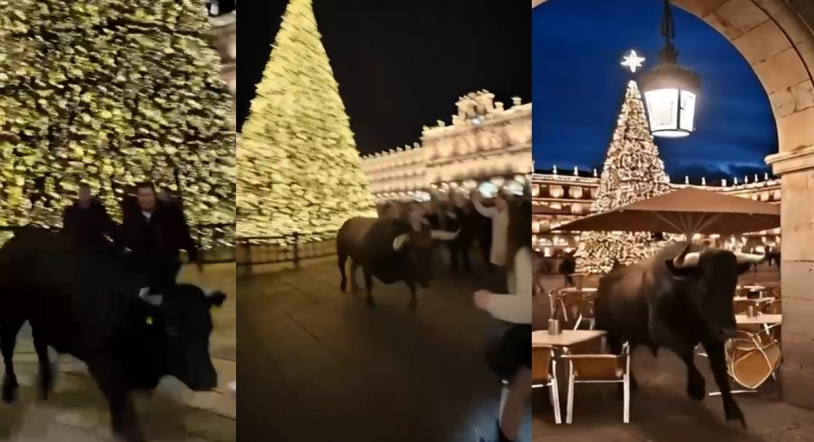 Un toro bravo irrumpe de madrugada en la Plaza Mayor de Salamanca