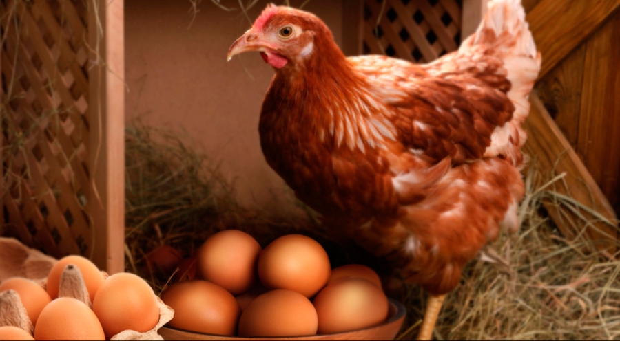 Alerta alimentaria por salmonela en huevos procedentes de España con 13 personas afectadas