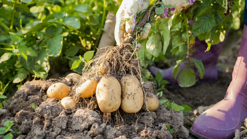 patata planta.webp