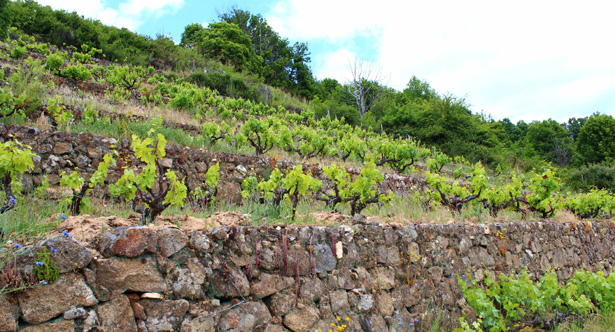 Bancales de la DOP Sierra de Salamanca