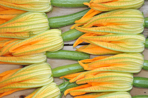 flores de calabacin