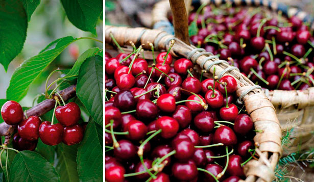 Cerezas de la Sierra de Francia