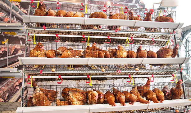 Gallinas criadas en jaula