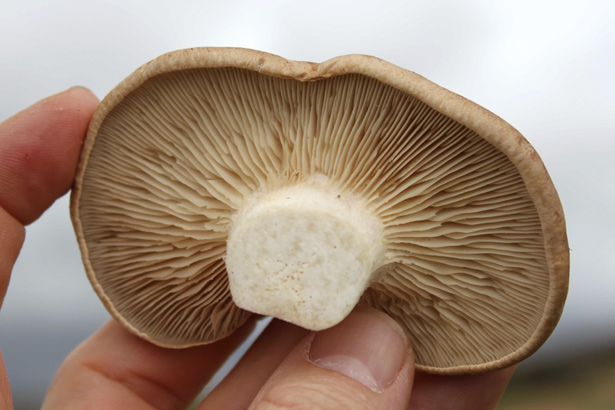 Setas de cardo